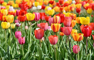 tulip-www.healthnote25.com