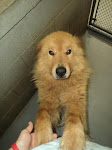7/28/ West Virgina Shelter BEGGING FOR HELP