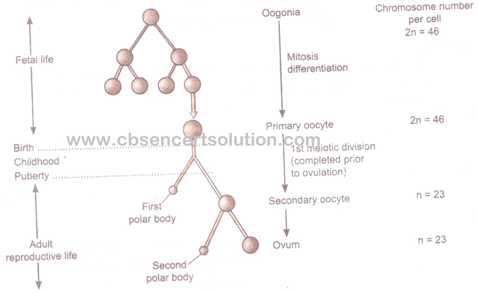 CBSE Guide NCERT Solutions