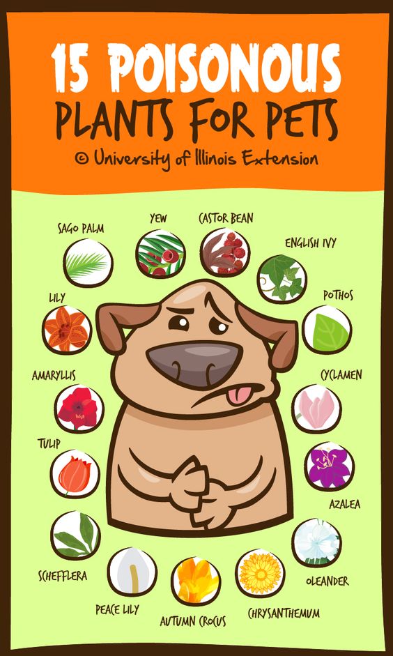 Natural Dog Food For Seizures Natural Dog Food For Seizures