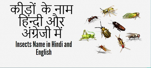  Insects Name in Hindi and English 