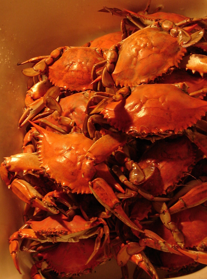 Bayou Lady The dreaded Dead Man's Fingers strike again!