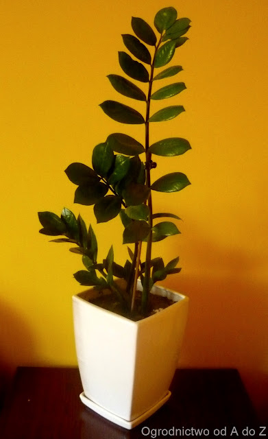 Zamiokulkas zamiolistny Zamioculcas zamiifolia