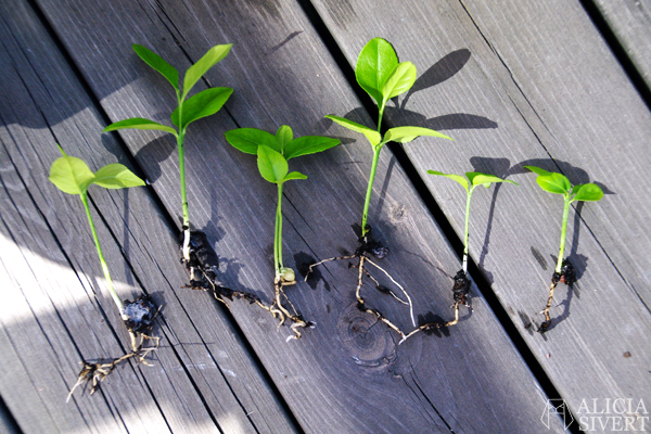 Lemon plants, photo by Alicia Sivertsson.