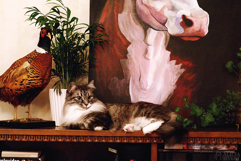 Katten Vifslan, foto av Alicia Sivertsson.