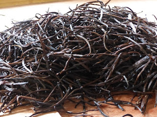 Vanilla planifolia - Vanillier - Vanille Vanilla planifolia - Vanillier - Vanille