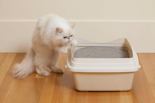 Preparing Litter Box for Cats Preparing Litter Box for Cats