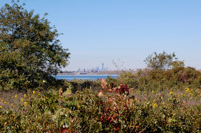 Urban Wildlife Guide: Jamaica Bay