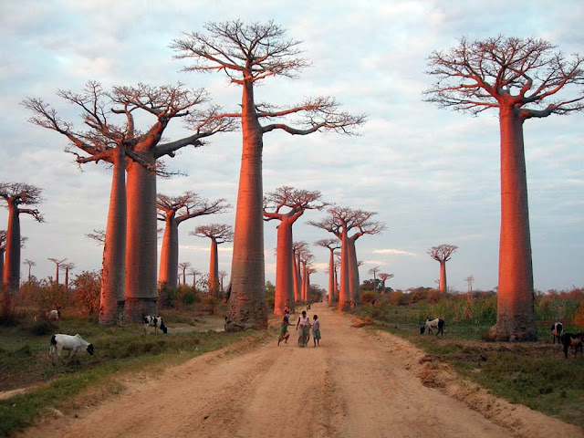 Avenida dos Baobás – Madagascar