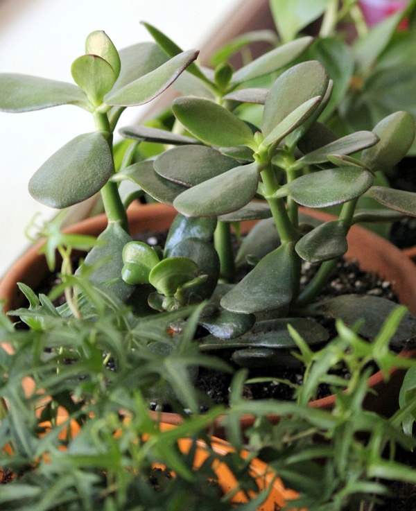 Proper Humidity For House Plants COZY LITTLE HOUSE