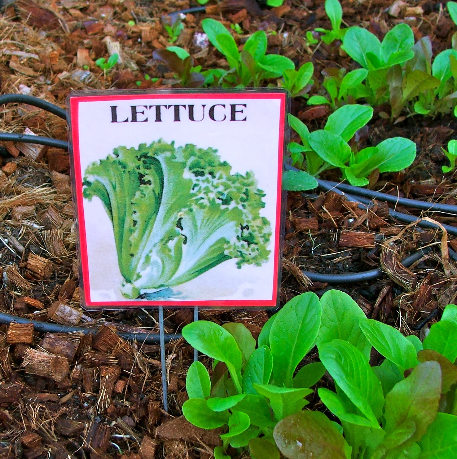 Garden and Bliss February Planting Guide