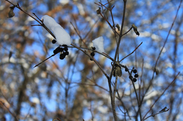 snow, winter berries, quarry park, waite park, minnesota