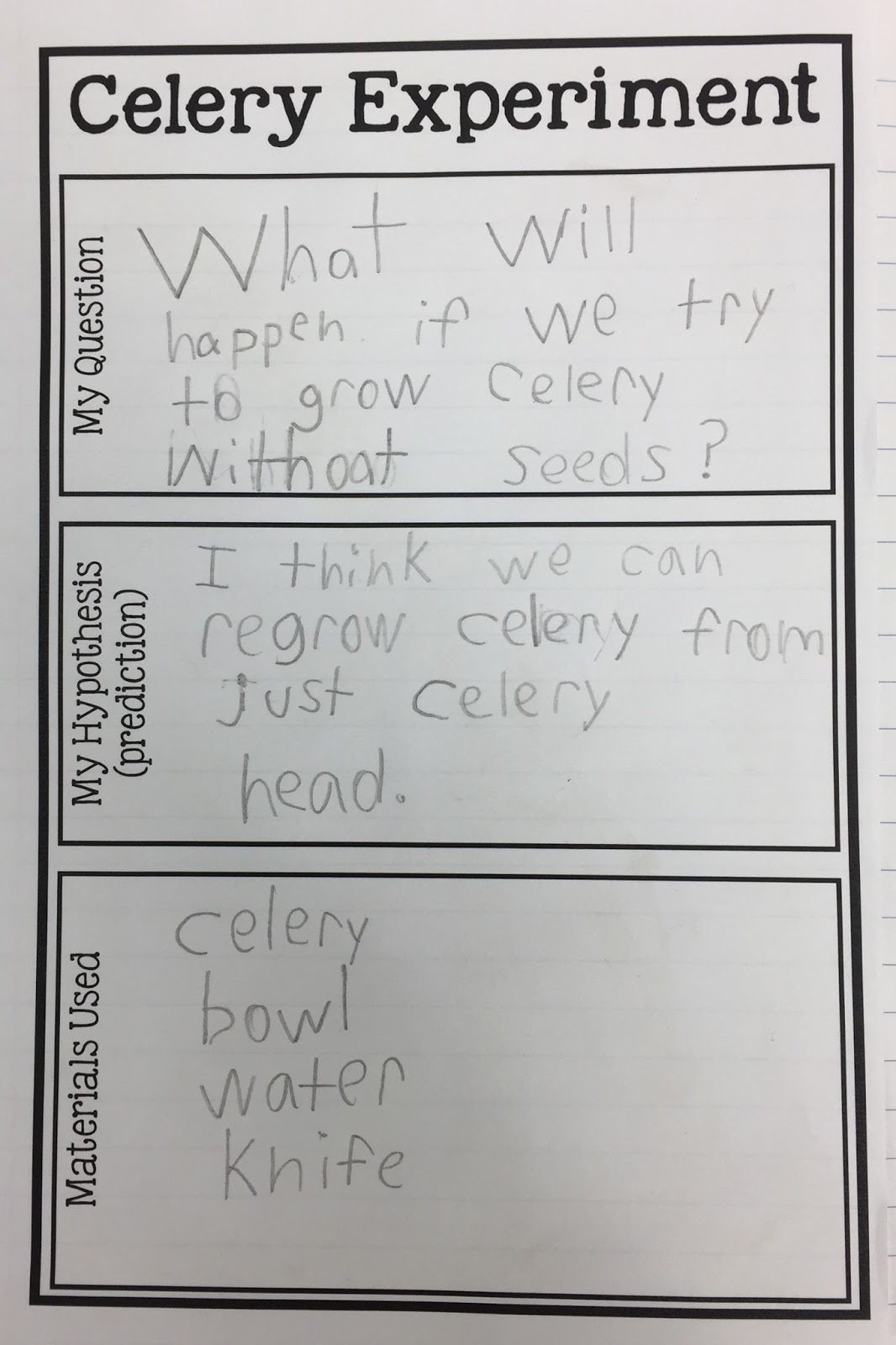 Kearson's Classroom: The Great Celery Experiment