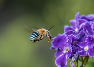 El país es reconocido por sus especies endémicas como el canguro o los marsupiales y una de las serpientes más venenosas del mundo, sin embargo, una nueva especie de abejas azules sorprendió a todo el país por las tonalidades color turquesas en las franjas que recubren su cuerpo. ¿Abejas azules? Una rara especie sorprende a los australianos