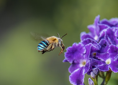 ¿Abejas azules? Una rara especie sorprende a los australianos