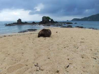 Pantai Kuta Lombok Pantai Kuta Lombok
