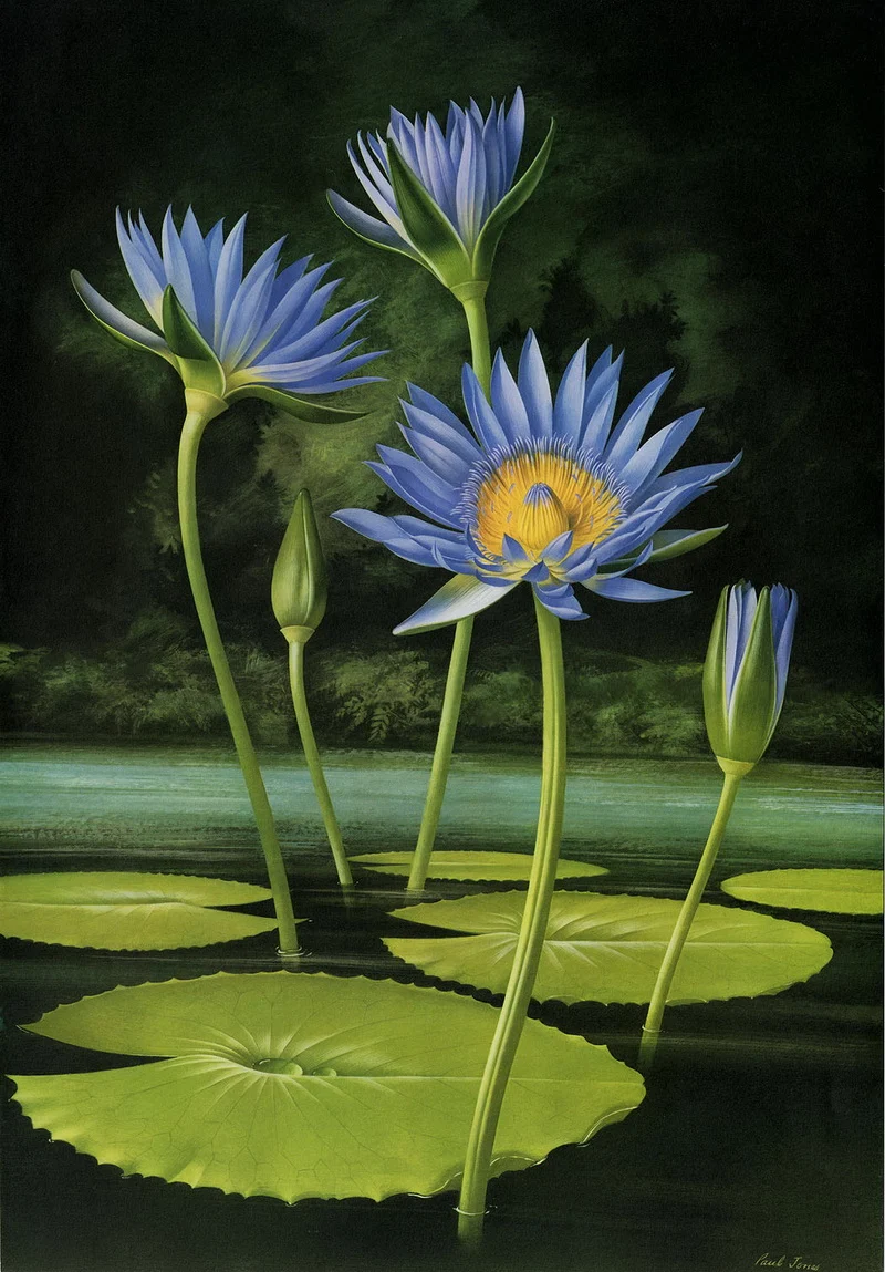 Paul Jones 1921-1997 ~ pintor australiano | Flores de Mayo 