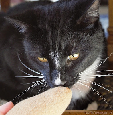 Mr. Kitty sniffing the Brown Organic Catnip Mouse from Purrfectplay