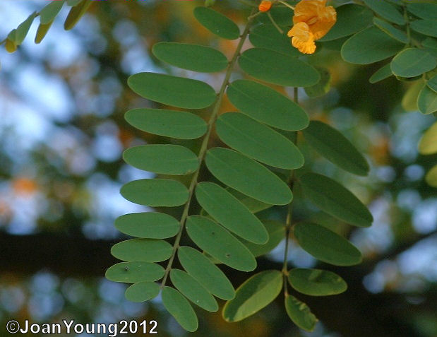 Natures World of Wonder: Rosewood (Tipuana tipu)