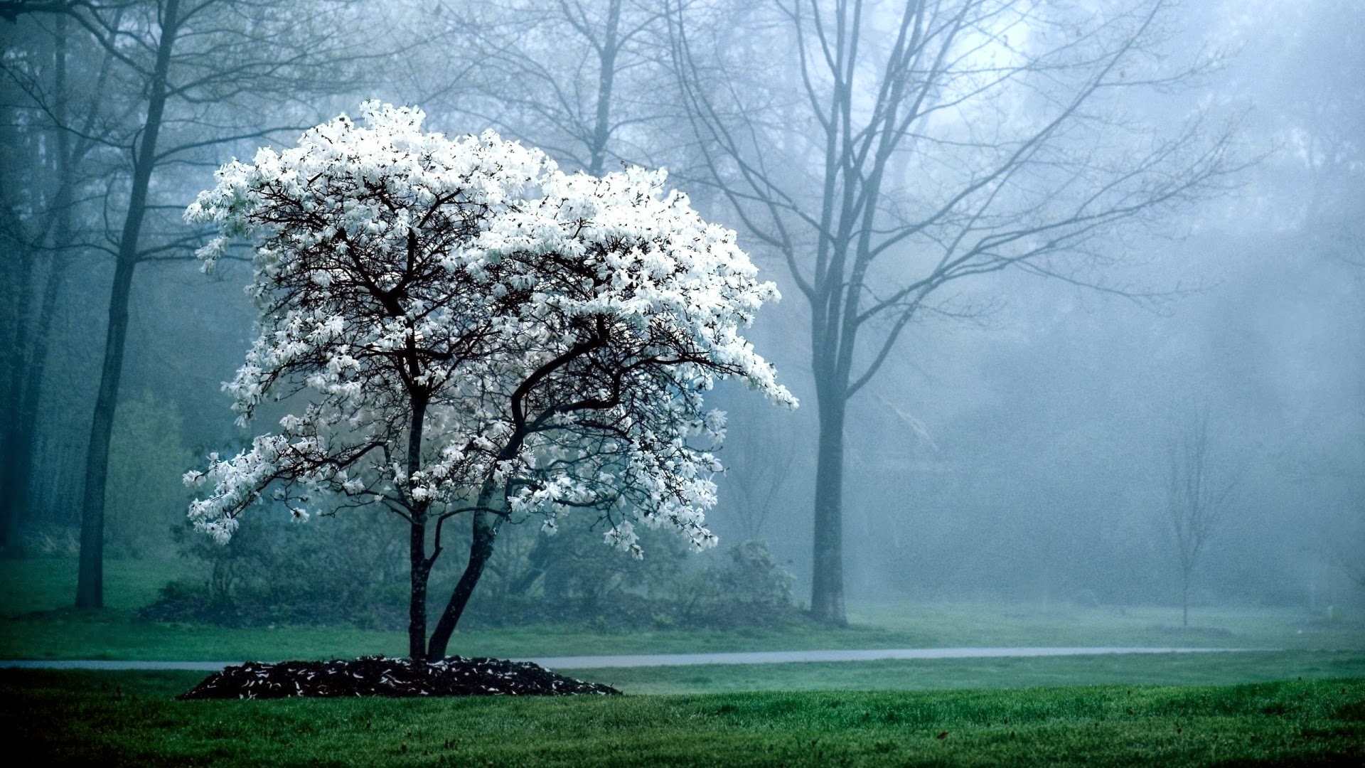 Blooming tree white flowers forest - High Definition Wallpapers - HD