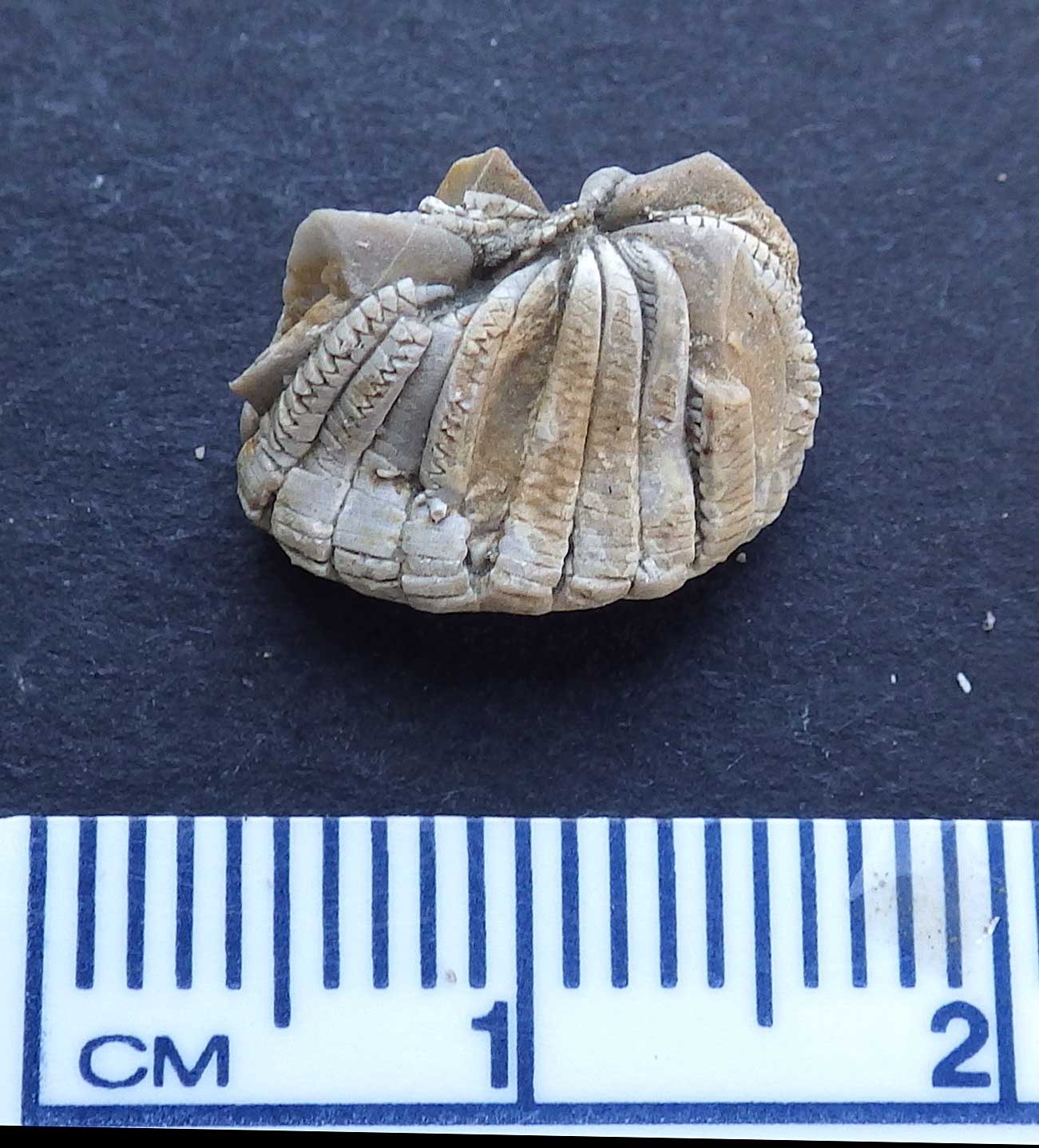 Louisville Fossils and Beyond Pterotocrinus Crinoid Fossil