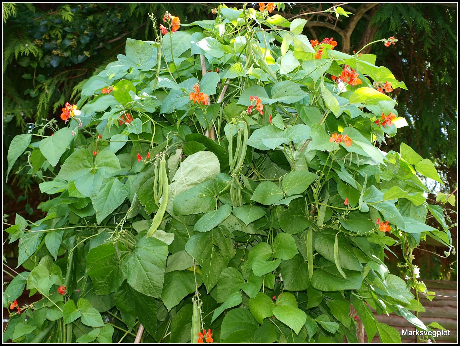 Mark's Veg Plot Runner Beans a contrast in styles