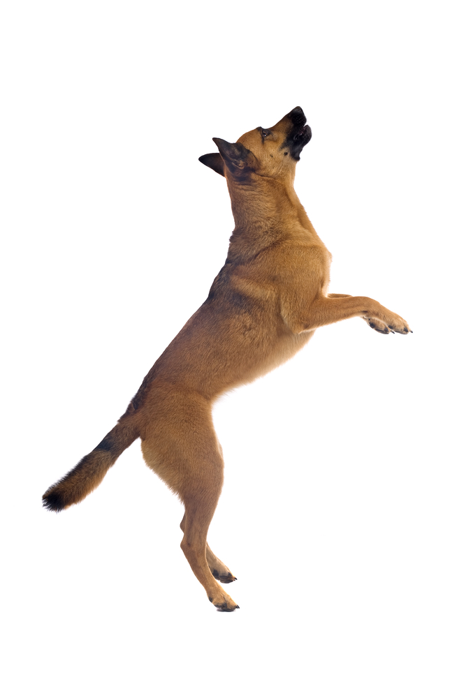 A Dog's Life: How to stop your dog from jumping: Week two of our March ...