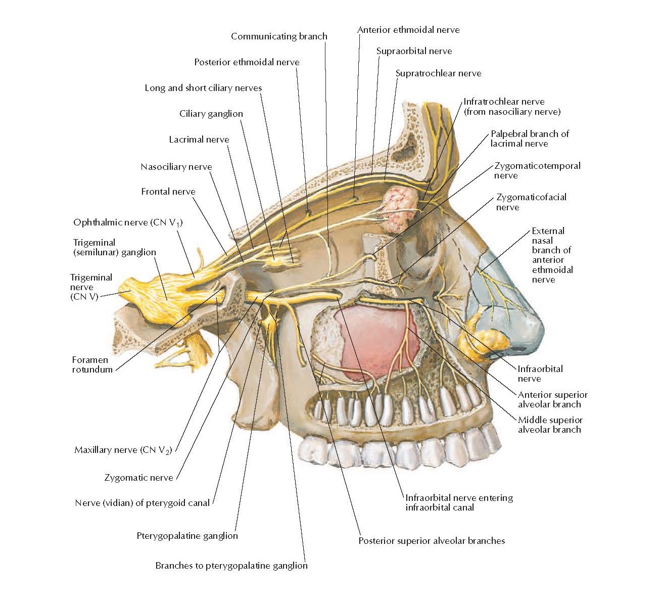 Nervus axillaris анатомия