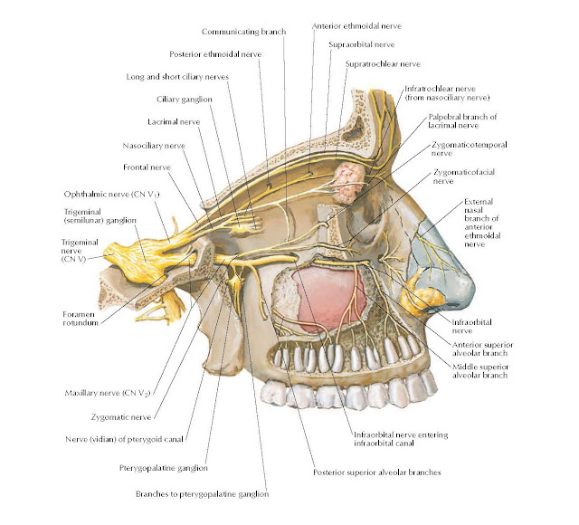Ophthalmic (CN V1) and Maxillary (CN V2) Nerves Anatomy