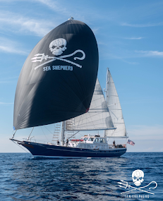 SEA SHEPHERD ORIGINS