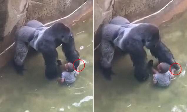 Harambe Kid S Mither Harambe Kid S Mither