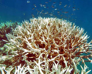 coral reef