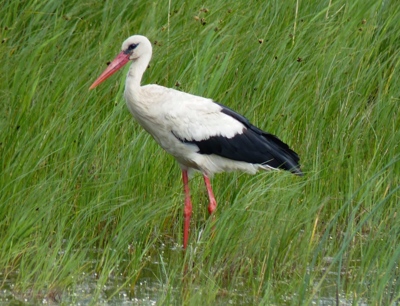 World Beautiful Birds : Stork Beautiful Birds | Information & Lates