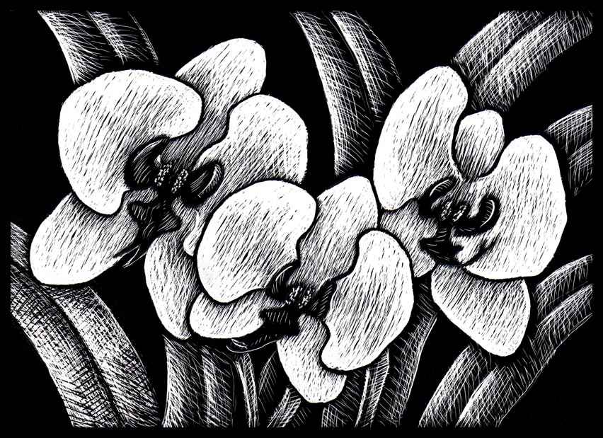 Brad Albright Illustration Blog Happy Mother's Day! Orchid Scratchboard