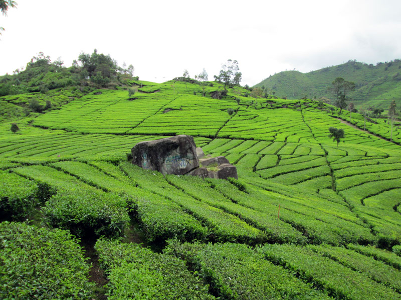 Foto Kebun Teh Walini Ciwidey