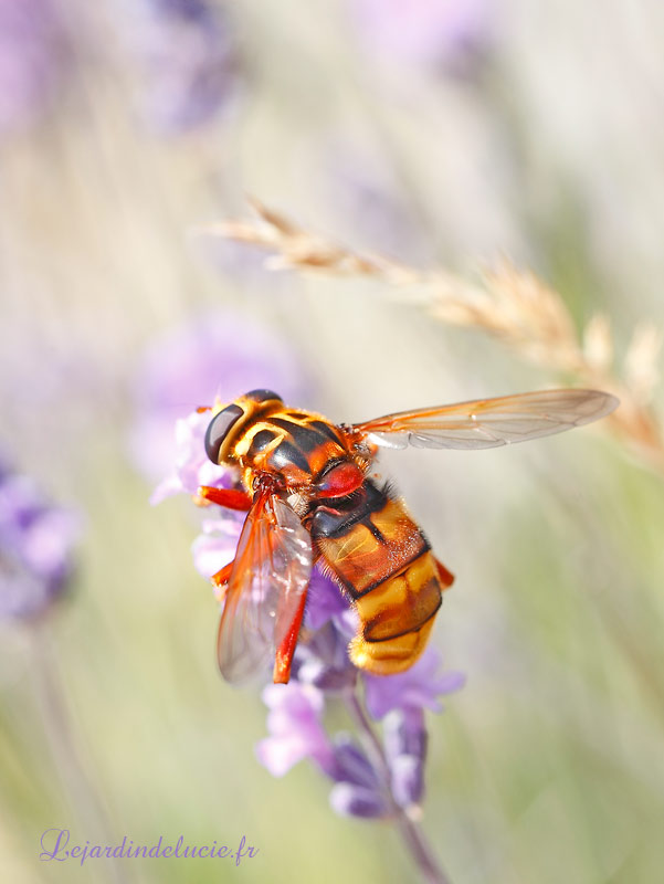 Milesia Crabroniformis La Milesie Faux Frelon Le Plus Grand Syrphe
