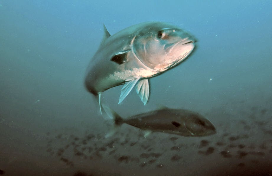 South Coast Diver