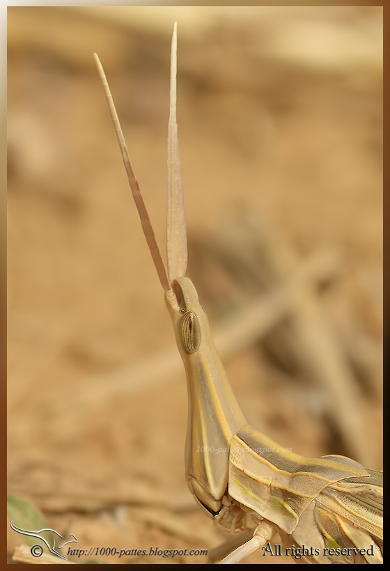Snouted (or Long headed) grasshopper Truxale D5200C 2706 070613