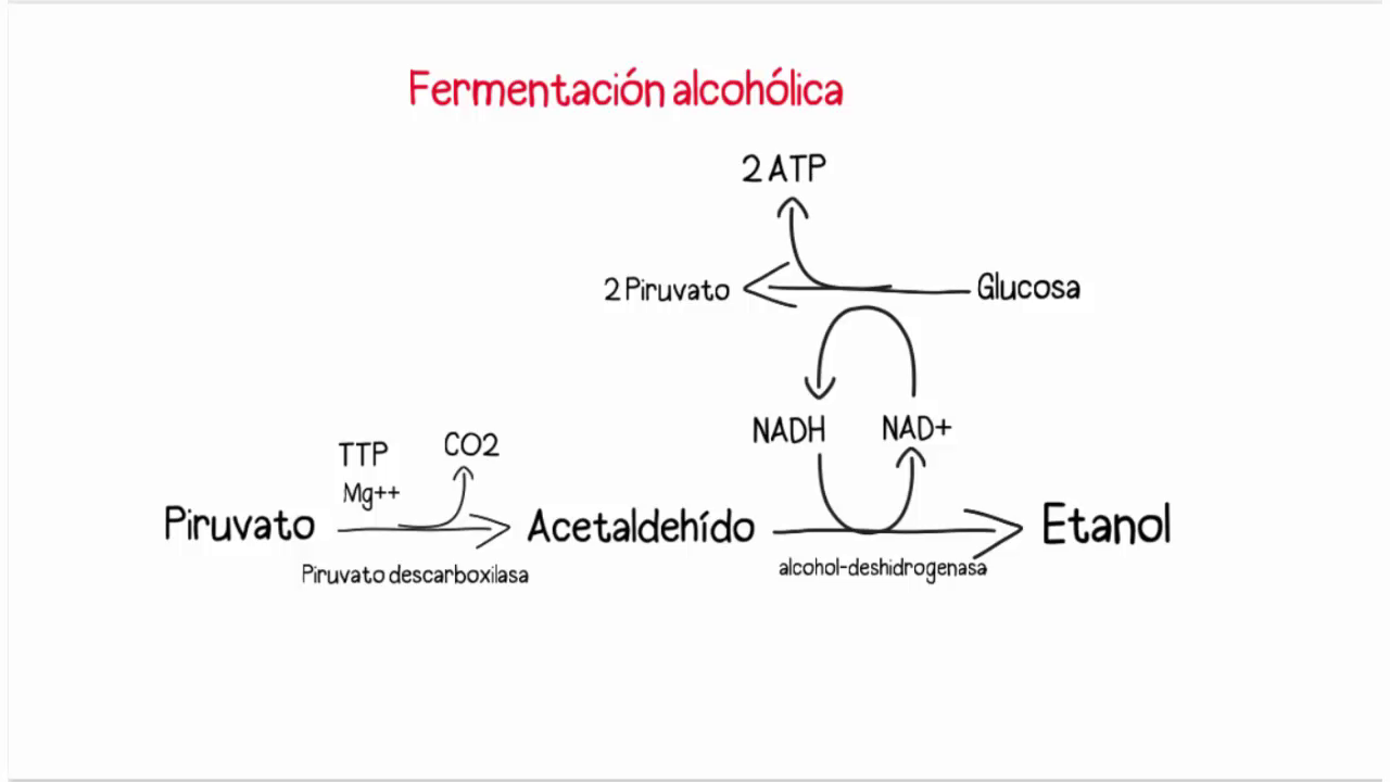 fermentación alcohólica