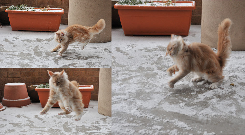 cat fear expression when it first time experienced with the snow