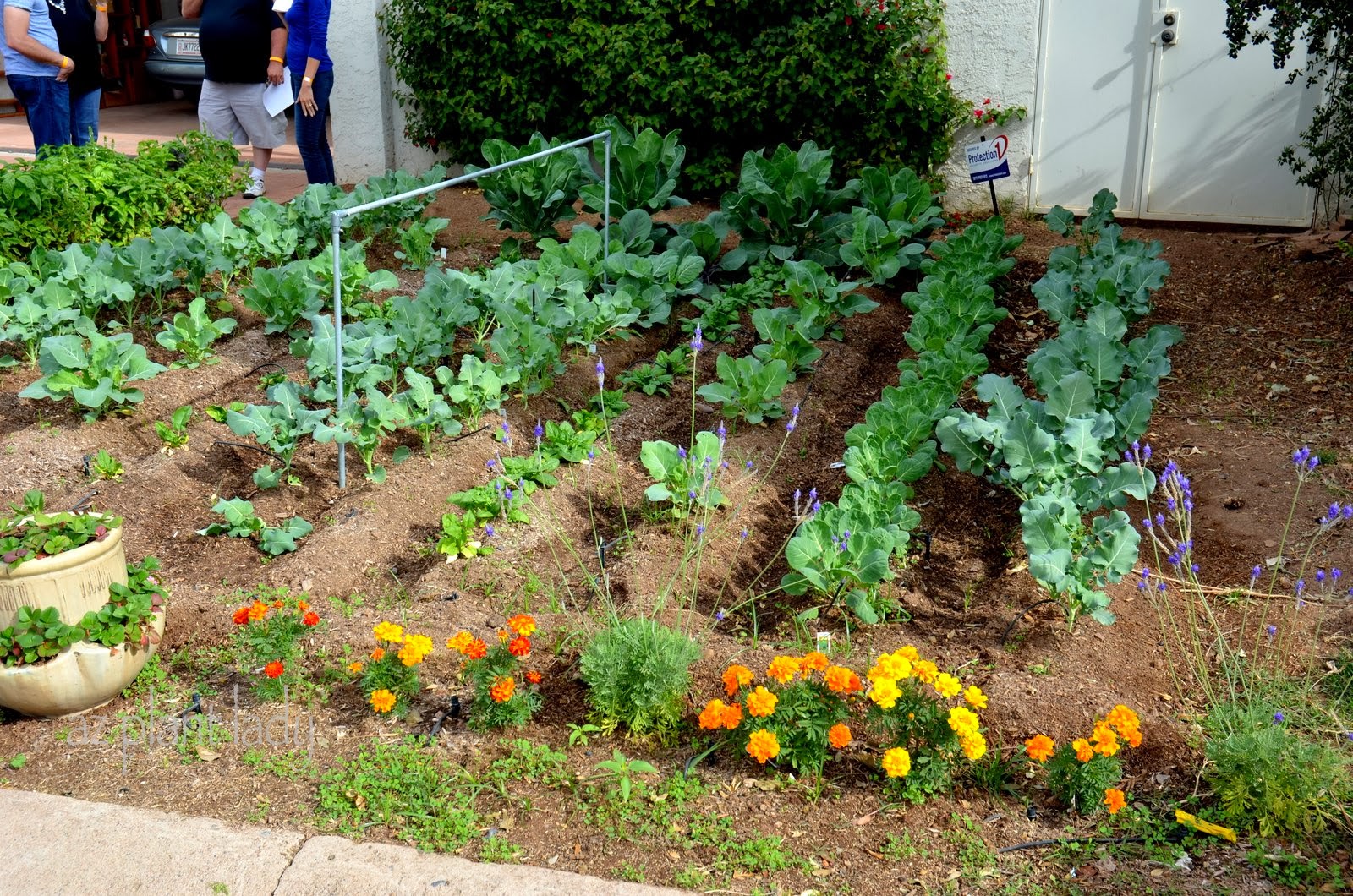 Vegetable Gardens in Unexpected Places - Ramblings from a Desert Garden