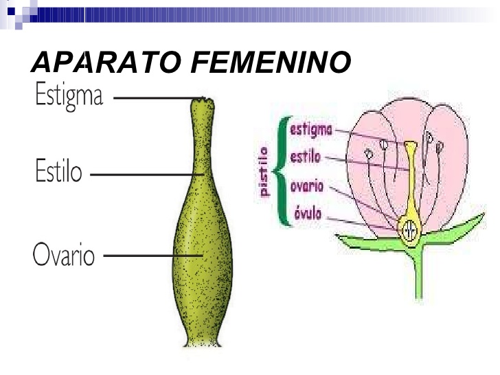 POLINIZACION Partes de la flor