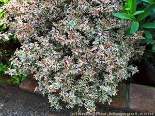 Abelia 'Kaleidoscope'