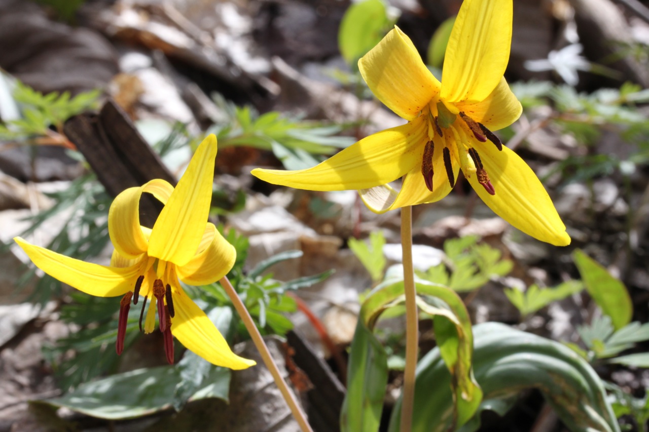 Kalamazoo Seasons KRVT wildflowers