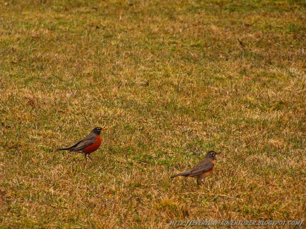 The Everyday Adventurer Male And Female Robins