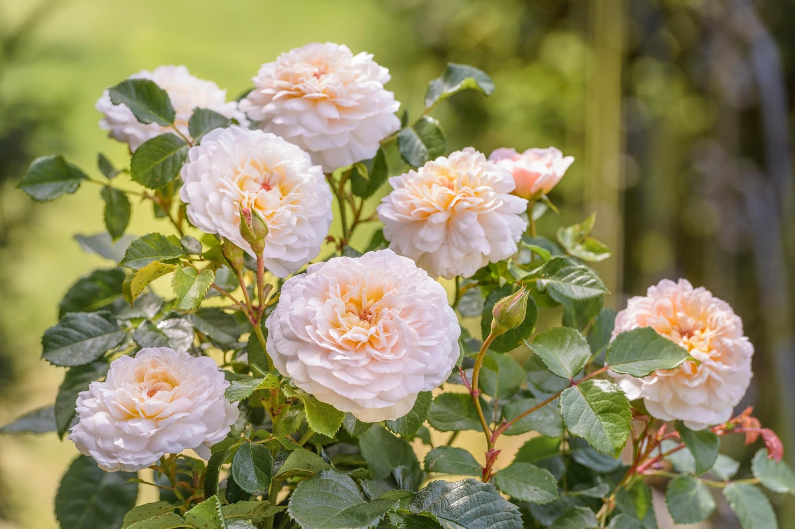 Emily Brontë Rose BrontëBlog