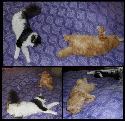 Lazy Boys! Anakin Two Legged Cat & Mika