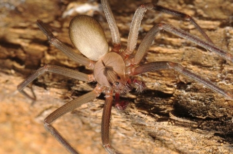 recluse brown spider classification scientific