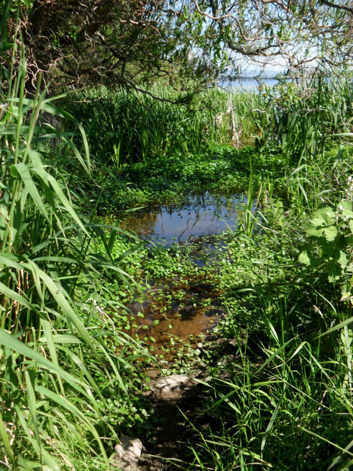 Observing The Natural World: Field Guide & Walking Tour for Union Bay ...
