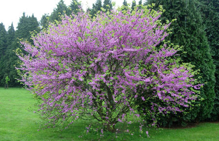 Çamlarda hastalık ve zararlılar ERGUVAN AĞACI - cercis siliquastrum (judas tree)